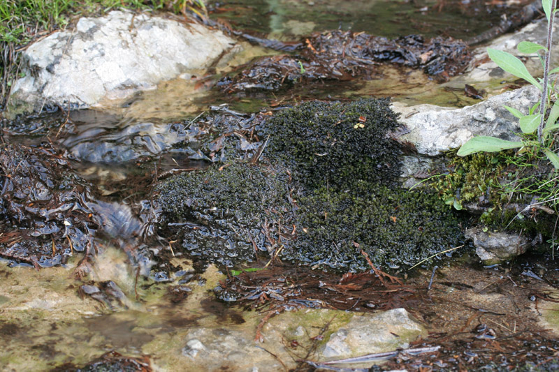 Jungermannia eucordifolia